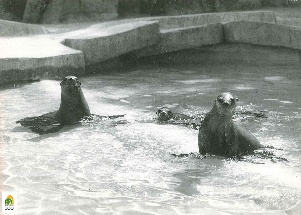 Az 1966-ban Hannoverből érkezett három oroszlánfóka. Mikó László felvétele 