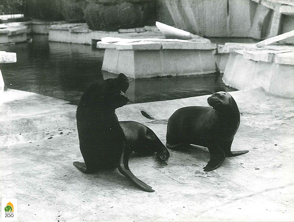 Az 1978-ban érkezett patagóniai sörényes fókák, azaz dél-amerikai oroszlánfókák. Kapocsy György felvétele