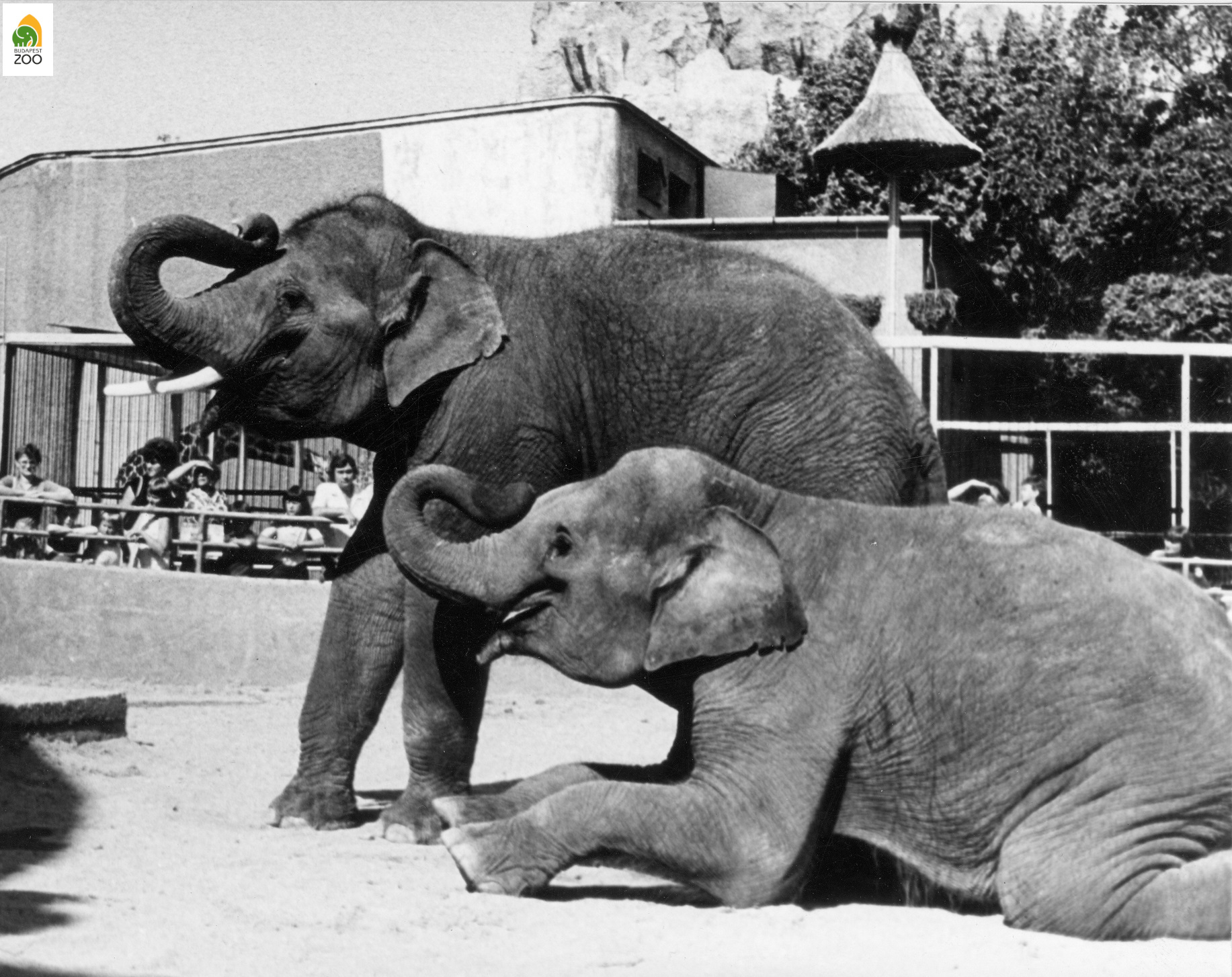 10 - Arun és Káli, az 1979. december 29-én érkezett elefántpár. Kapocsy György felvétele