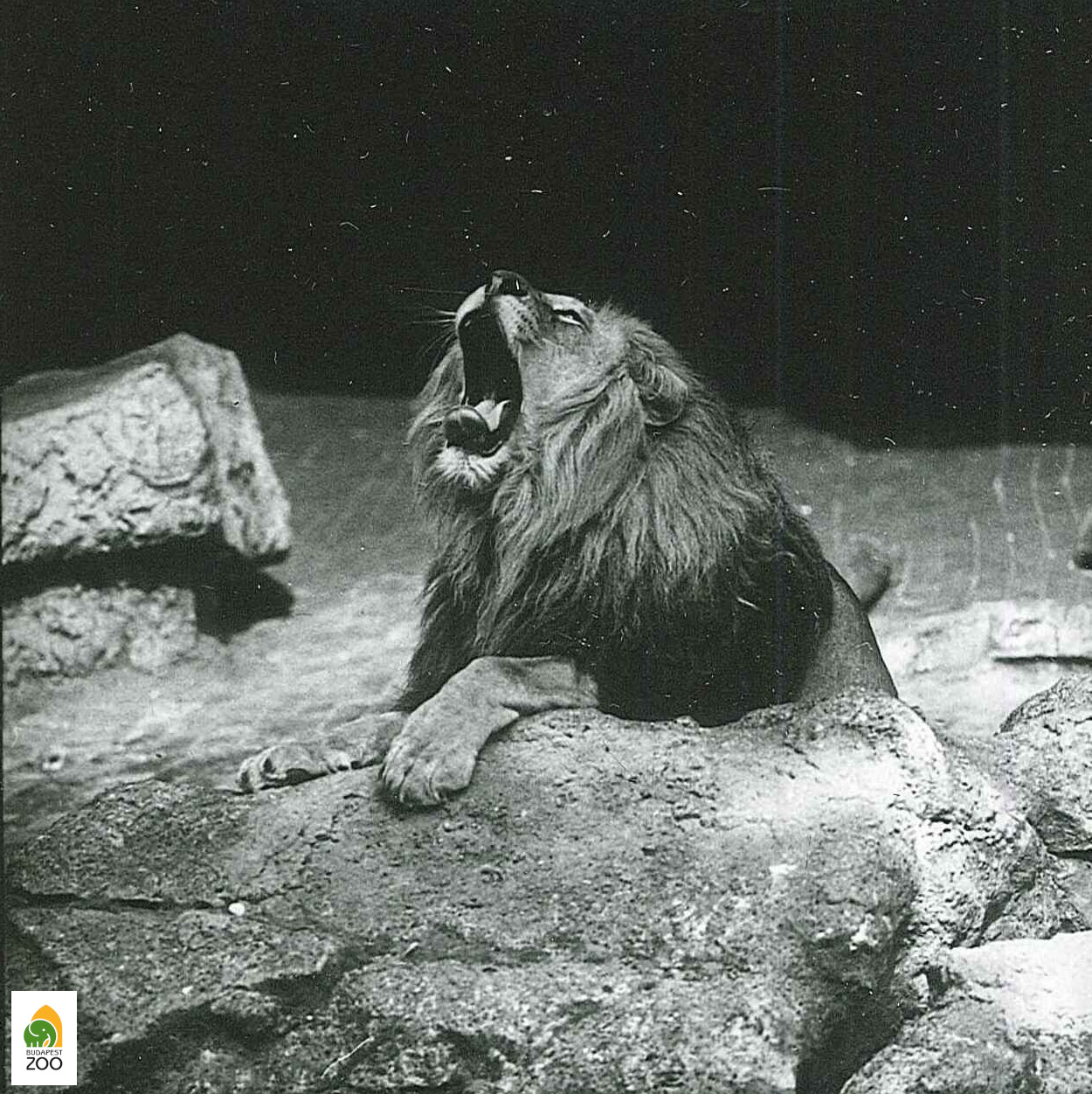 10 - Szimba, a hím szenegáli oroszlán 1987-ben. Kapocsy György felvétele