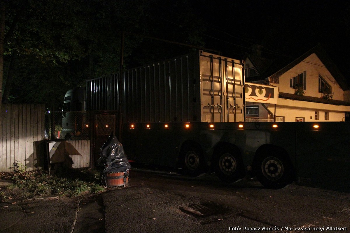 A Hellát szállító jármű sötétedés után érkezett meg a Marosvásárhelyi Állatkertbe.