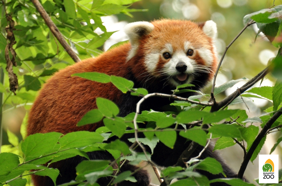 László Melinda felvétele a kis panda néven is ismert vörös macskamedvéről