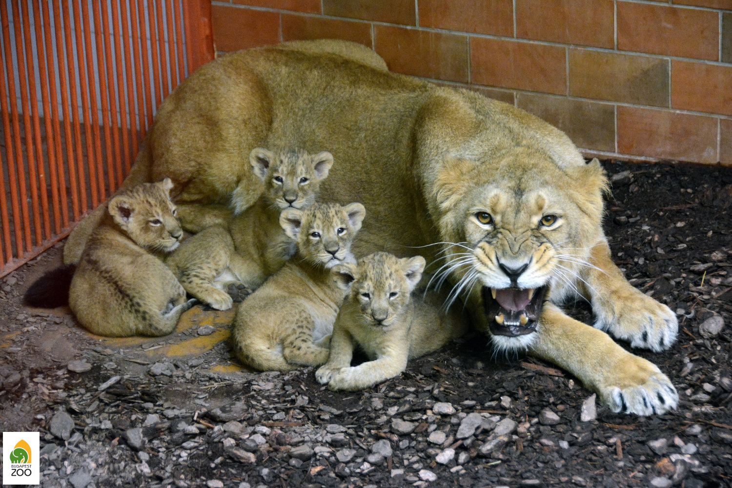 11 - Az első budapesti születésű indiai oroszlánok 2013. február 15-én jöttek a világra: ezen a képen már hathetesek. Bagosi Zoltán felvétele