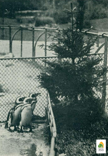 1914 Első pingvinjeink