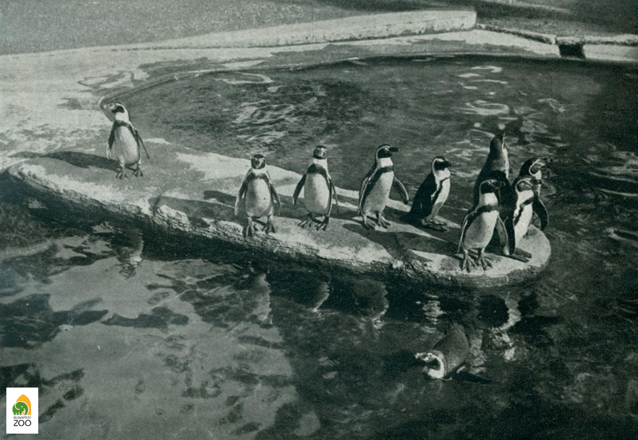 Az 1938-ban érkezett pápaszemes pingvinek egyike (Szombath László felvétele)