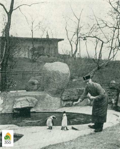 1941 pingvinetetés a második világháború előestéjén, amikor még lehetett tengeri halat szerezni (Haller László felvétele)