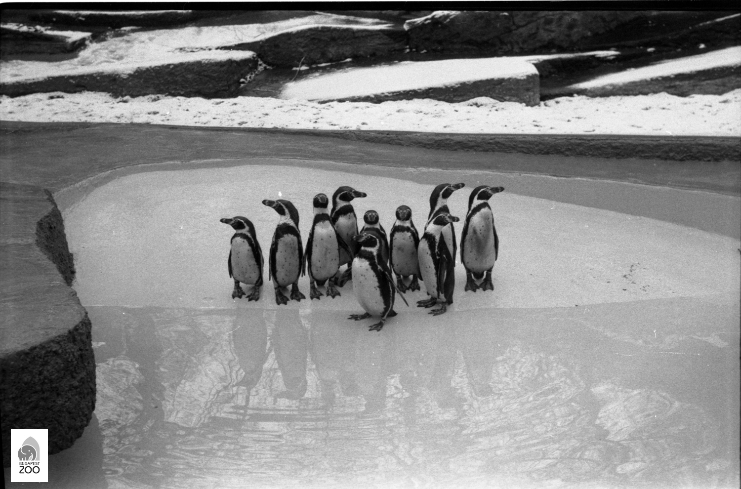 Az Állatkert Humboldt-pingvinjei 1976-ban (Kapocsy György felvétele)