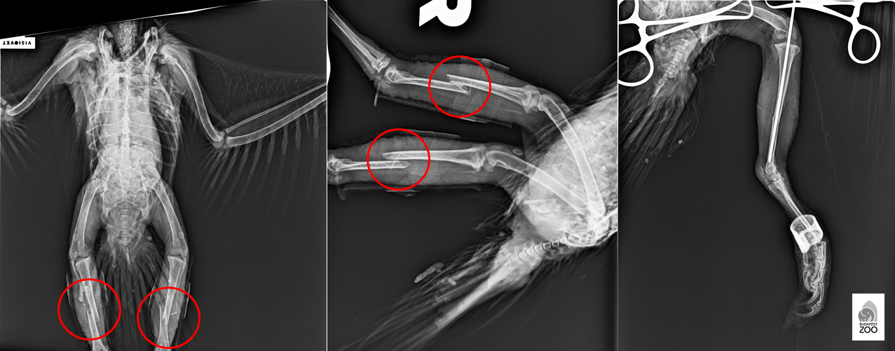 Röntgenfelvételek Félixről: balra és középen a törött lábak láthatók hasi-háti (VD), illetve oldal-oldal (LL) felvételeken, jobbra pedig egy a műtét közben készült kép, amelyen azt ellenőrizték az állatorvosok, hogy megfelelő helyen van-e a csontokat rögzítő velőűrszeg