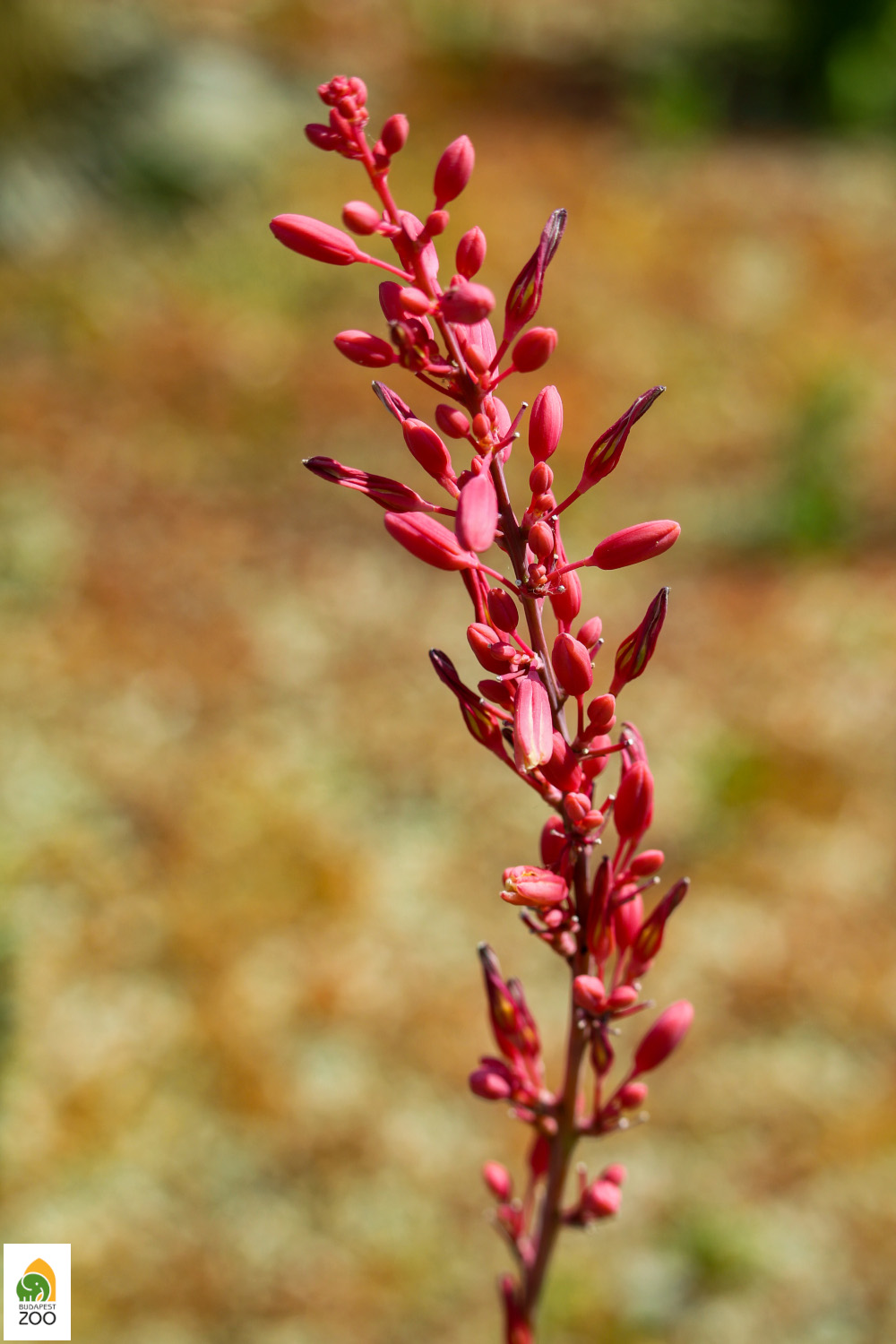 Magyarul vörösvirágú áljukkának (Hesperaloe parviflora) hívják ezt a növényt, amely az igazi jukkához, vagyis a pálmaliliomhoz hasonlóan szintén az agávék rokonsági körébe tartozik