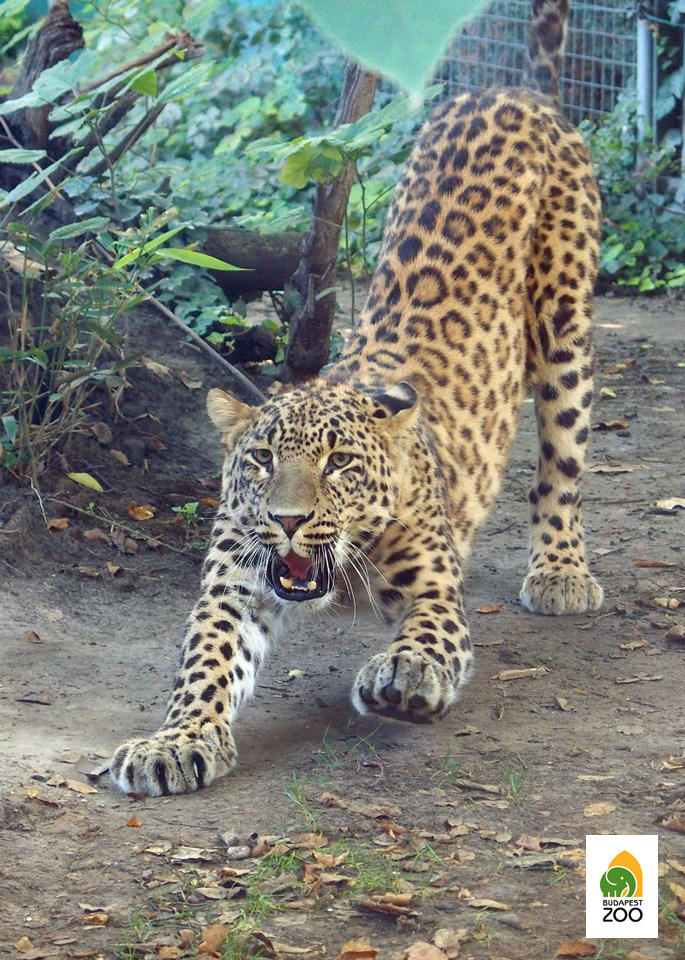 A leopárdok, más néven párducok közül a perzsa leopárdok nőnek a legnagyobbra