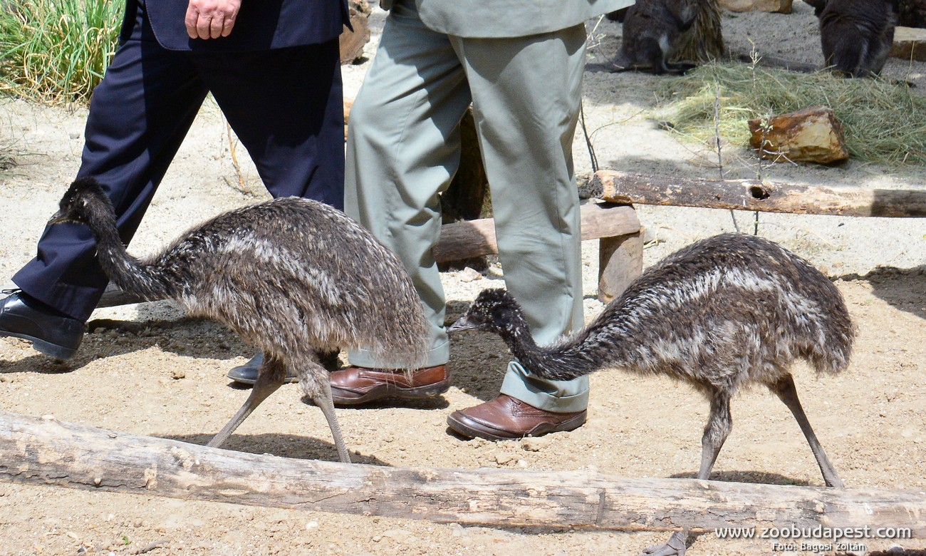 Emu csibék