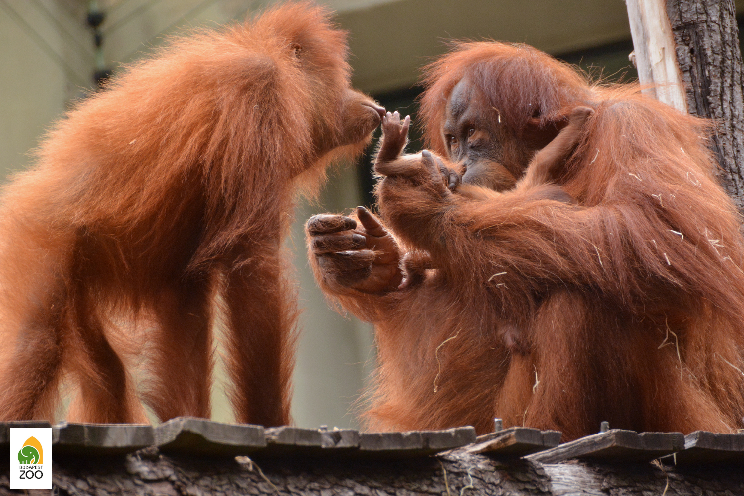 Az olyan ritkulóban lévő fajok, mint a szumátrai orangután állatkerti szaporításával sokat teszünk megőrzésükért