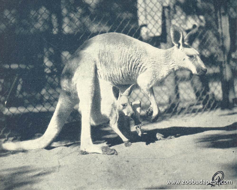 vörös óriáskenguru kölykével az 1920-as években 