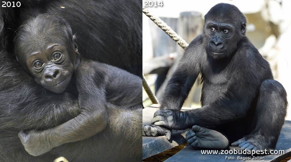 Bongo 2010-ben és 2014-ben