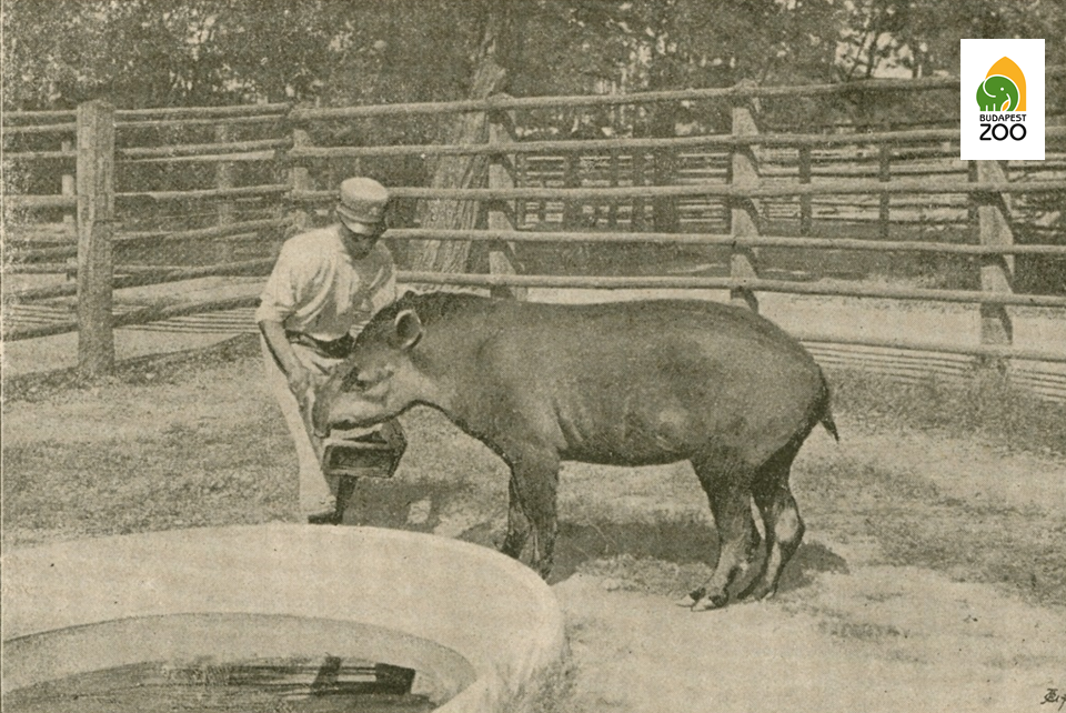 Az Állatkert első, 1890-ben érkezett tapírja gondozójával