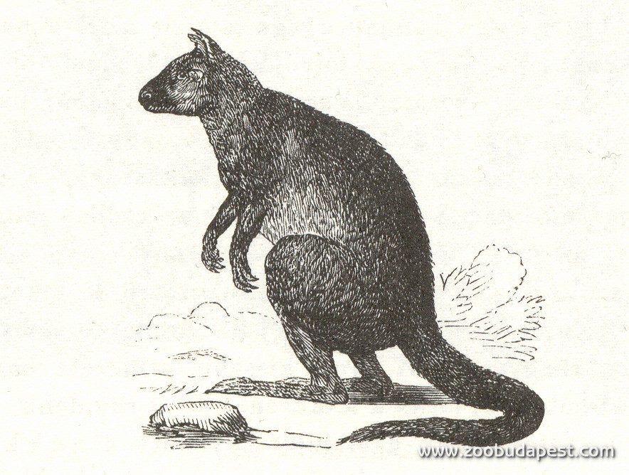 az Állatkert első kenguruja 1866-ban 