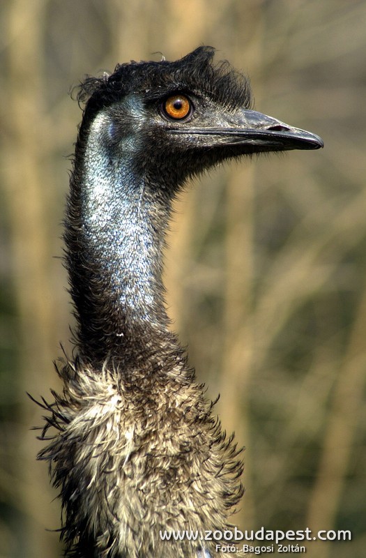 Az emu Ausztrália jellegzetes futómadara