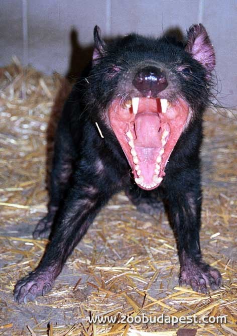 az erszényes ördög az 1990-es évek első felének nagy állatsztárja volt Budapesten 