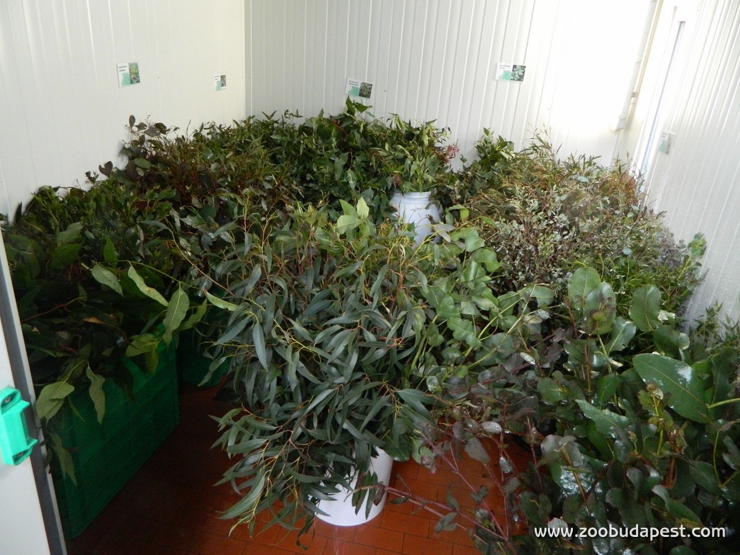 Az eukaliptusz tárolására szolgáló hűtőkamra 