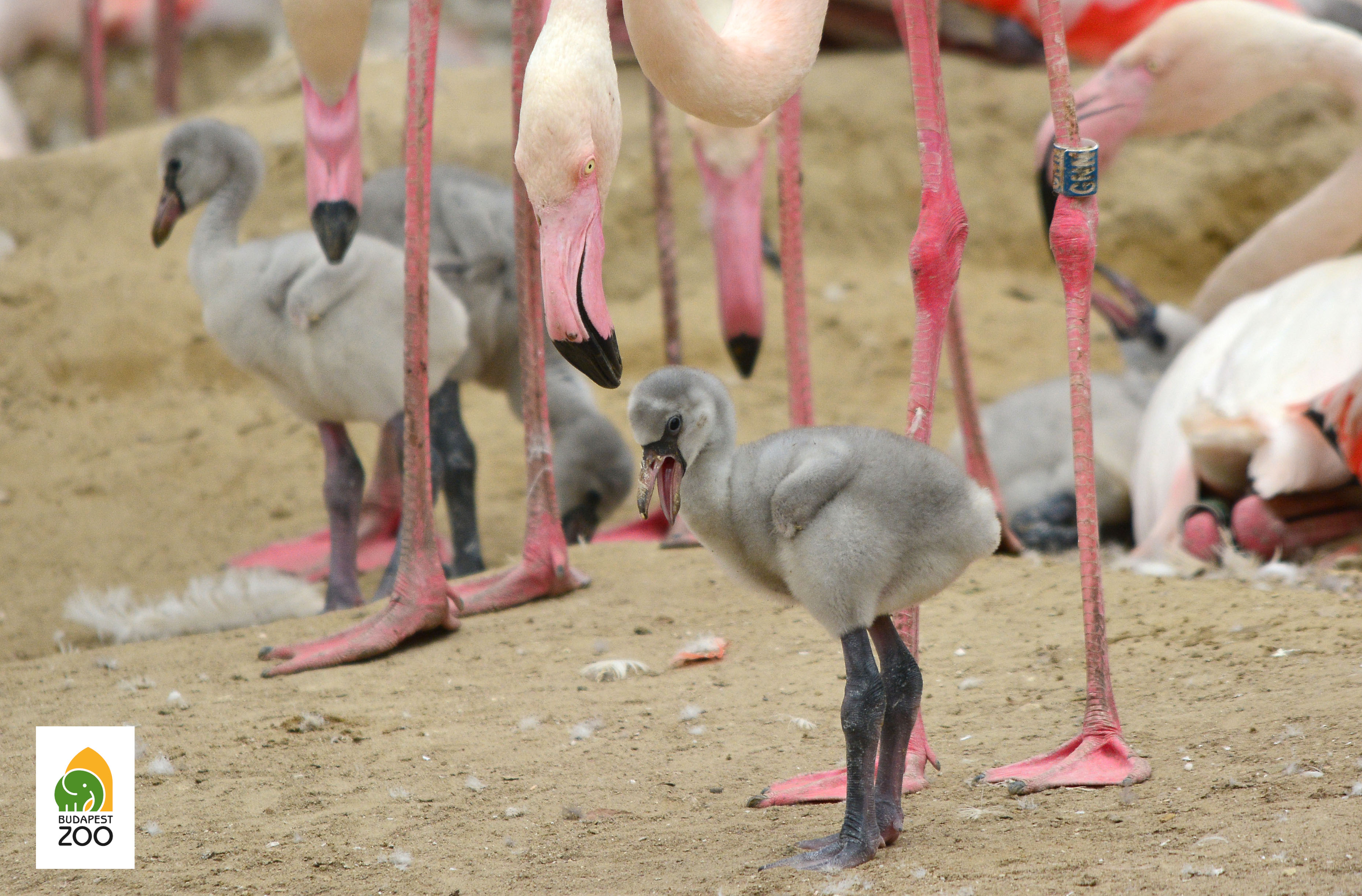 Flamingo chicks are hatching | Zoo in the heart of Budapest