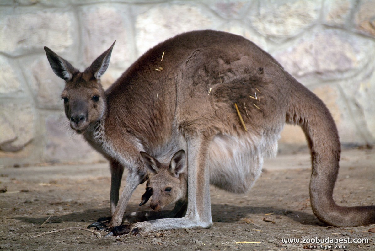 A kenguru Ausztrália címerállatának számít