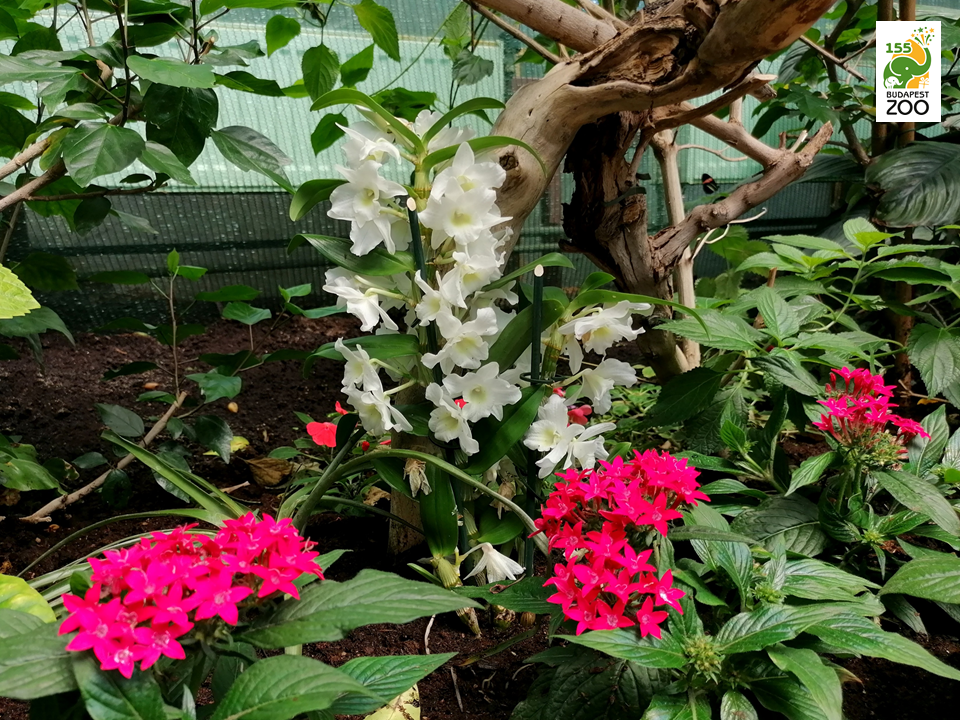 •	Az orchideák és az egyiptomi csillagcsokrok nemcsak látványosak, hanem a virágjukban termelődő nektár fontos táplálék a Lepkekertben látható trópusi lepkék számára