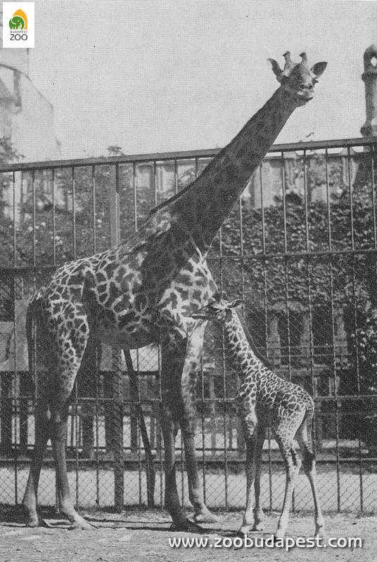 Az 1934 májusában született zsiráfborjú anyjával. A kicsi felcseperedve a Schönbrunni Állatkert lakója lett. Hölzel Gyula felvétele