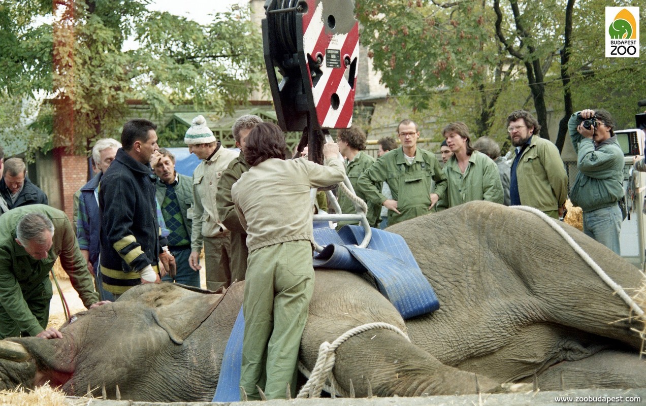 Egykori elefántbikánk, Arun 1994-es agyarműtétjekor az állatot altatás közben a tűzoltók daruja segítségével lehetett megfordítani
