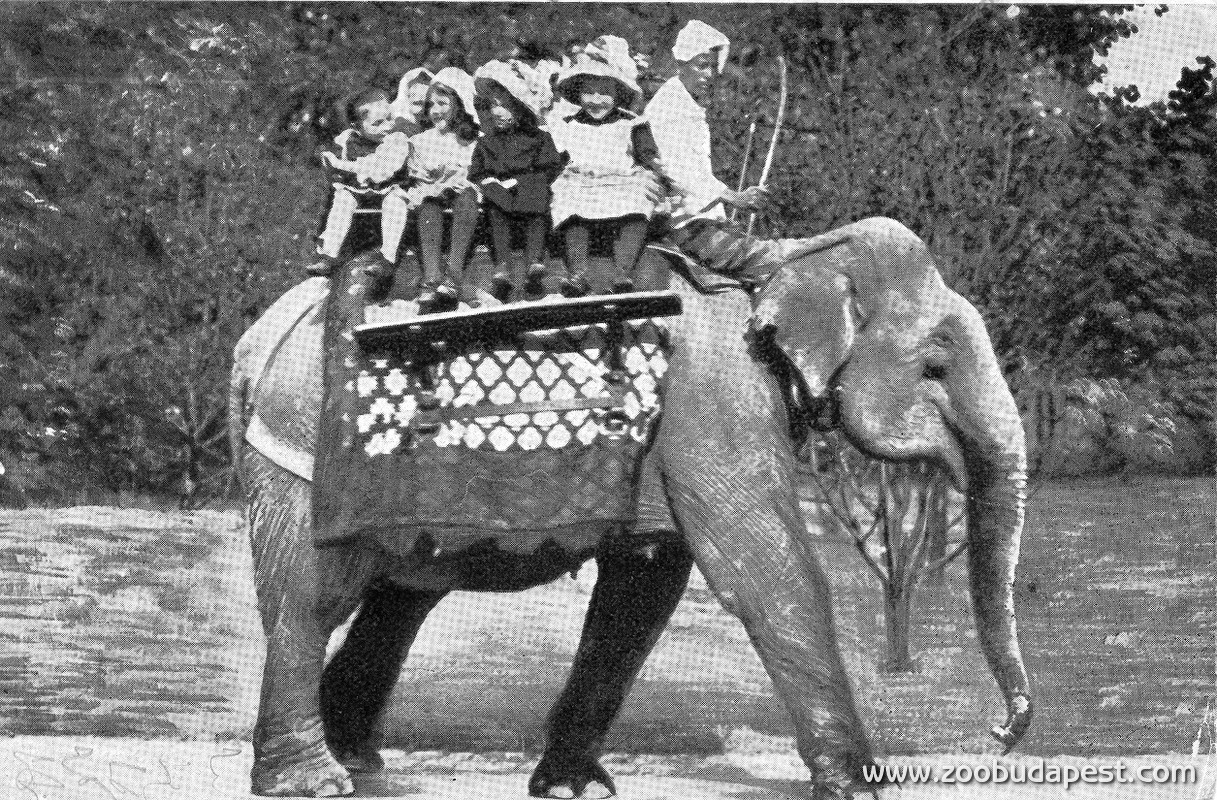 A gyerekek körében nagyon népszerű szórakozás volt elefántháton utazni