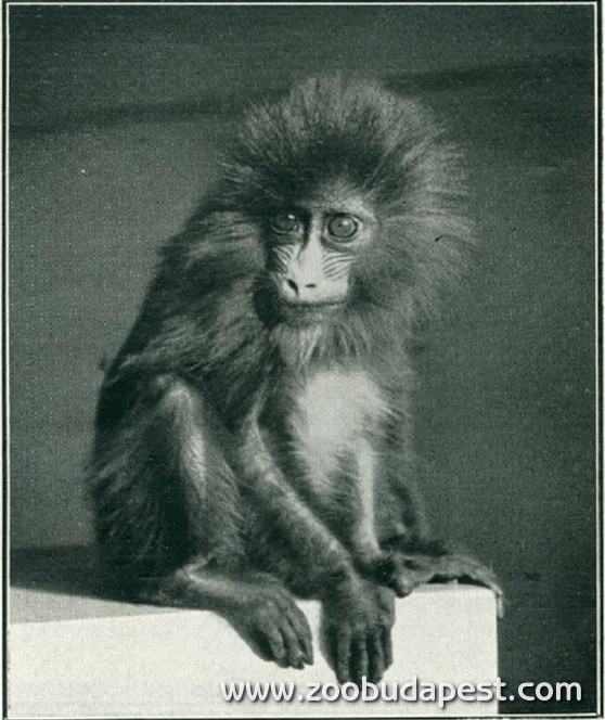 az 1939-ben született mandrillkölyök