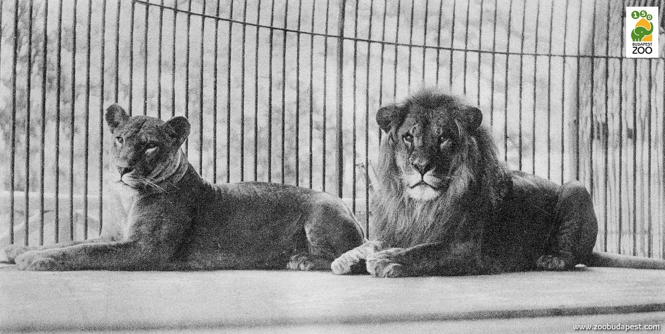 Az 1892-ben sikeresen meggyógyított oroszlánnőstény párjával együtt