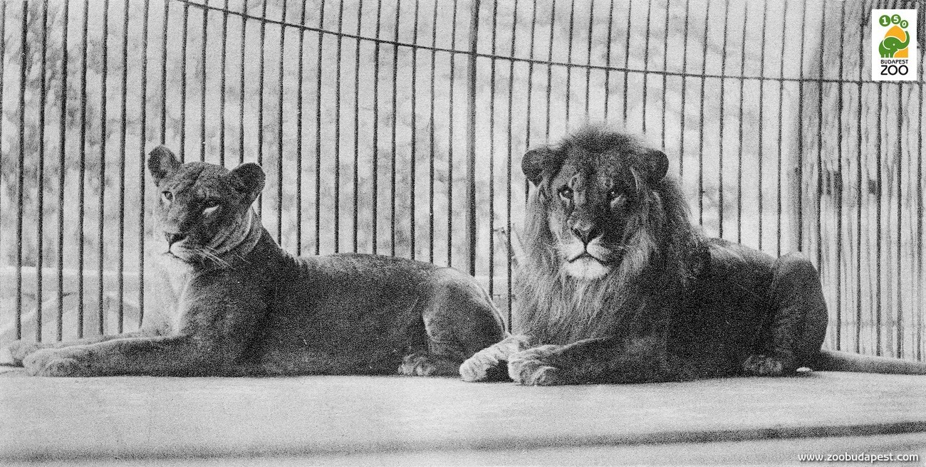 Rátonyi Zoltán már több mint száz évvel ezelőtt kutatta az oroszlánok állatkerti tartásának és szaporításának részleteit 