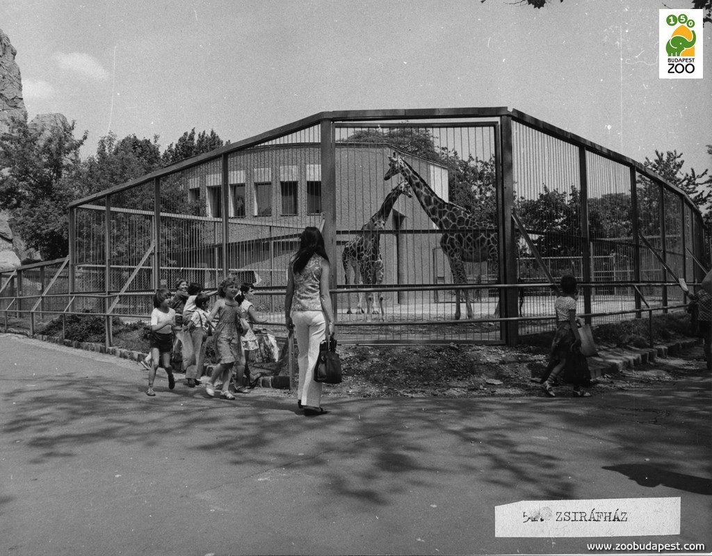 A Kéri Gyula és Bodnár Ferenc tervei szerint épült korabeli Zsiráfház. Az új zsiráfok 1965-ben érkeztek meg, így több mint két évtized után ismét láthatott ilyen állatokat a közönség 