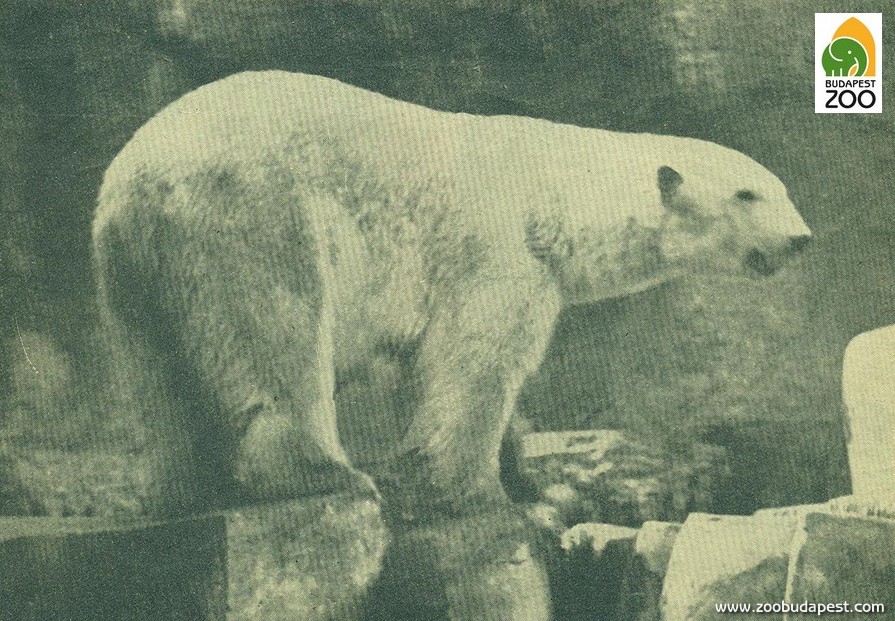 Amundsen, az 1925-ben érkezett hím: ő volt az apja az első sikeresen felnövekedett budapesti jegesbocsnak 