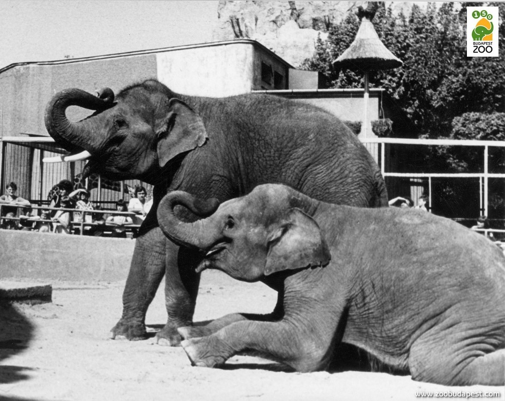 Arun és Káli, a két fiatal ázsiai elefánt 