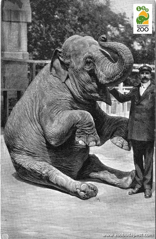 Bánó Dezső, az Emlősosztály vezetője a Bébi nevű elefánttal 