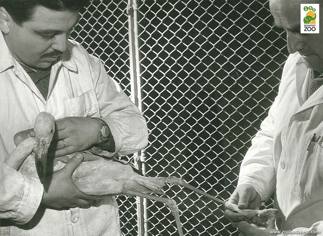 Flamingó sérült lábának gyógykezelése 1964-ben