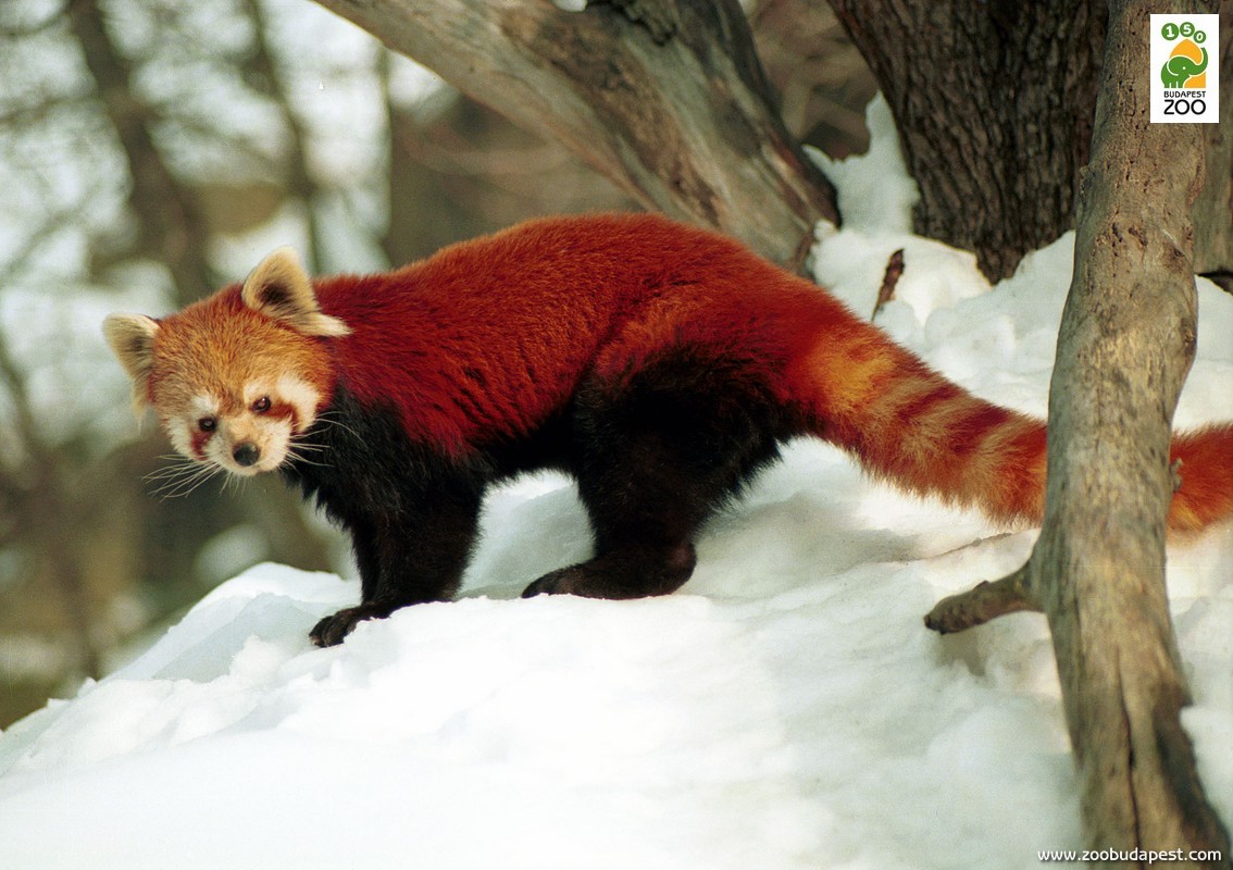 A vörös macskamedvék, más néven kis pandák 1990 óta láthatók Állatkertünkben