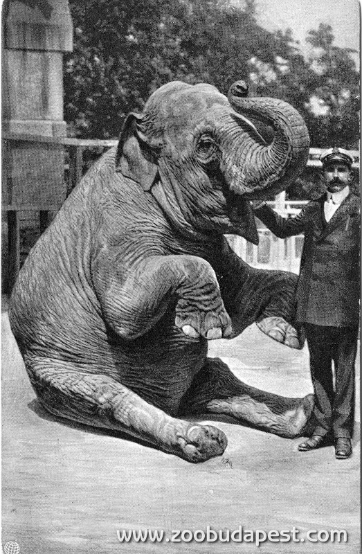 Bébi, az okos elefánt Bánó Dezsővel, az emlősök akkori felügyelőjével (1912) 