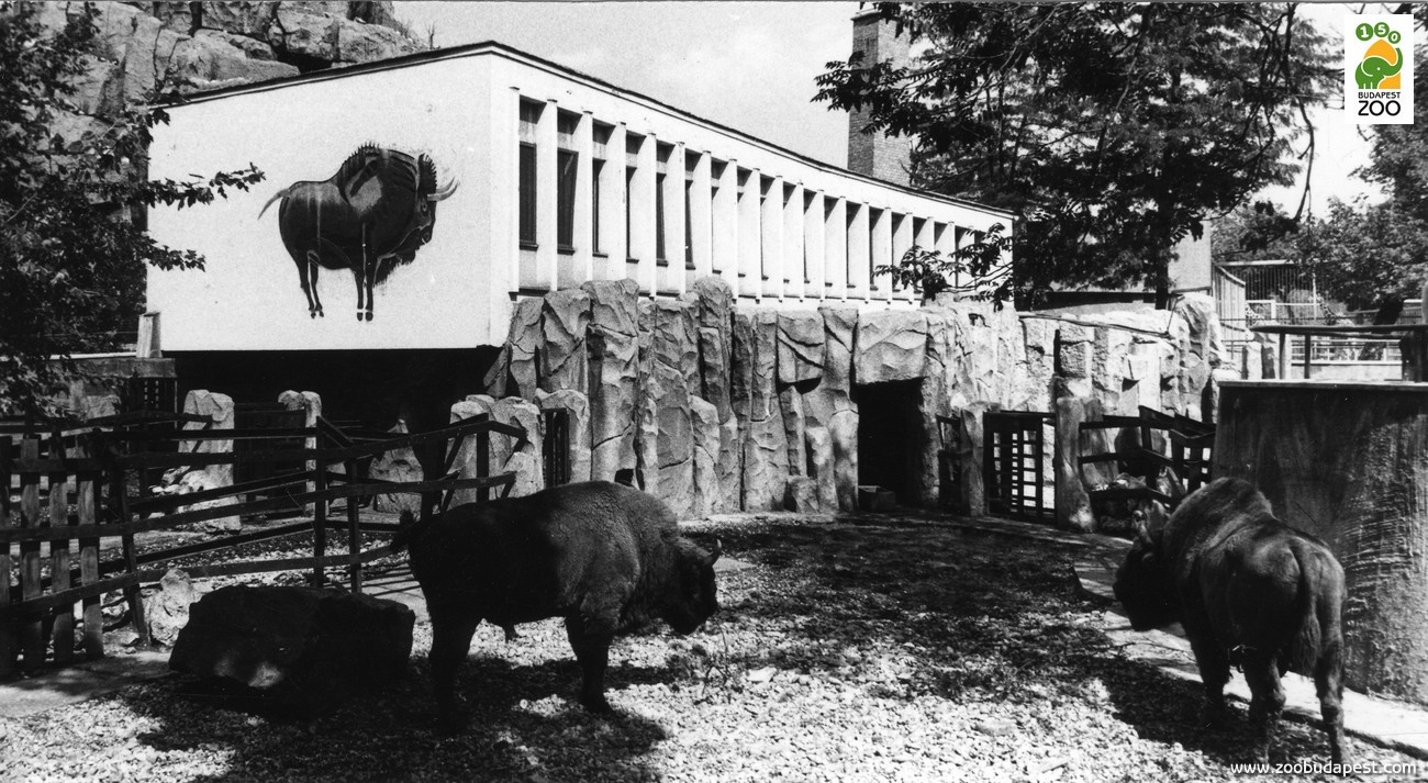 Az 1953-ban átadott Bölényház, amelynek falára az altamirai barlangrajzokat idéző sgraffito falfestmény került 