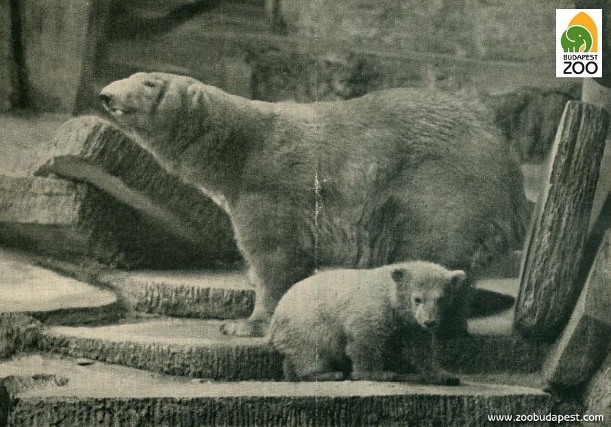 Zsuzsi és bocsa 1934 kora tavaszán: korábban csak öt állatkertben volt sikeres a jegesmedvék szaporítása