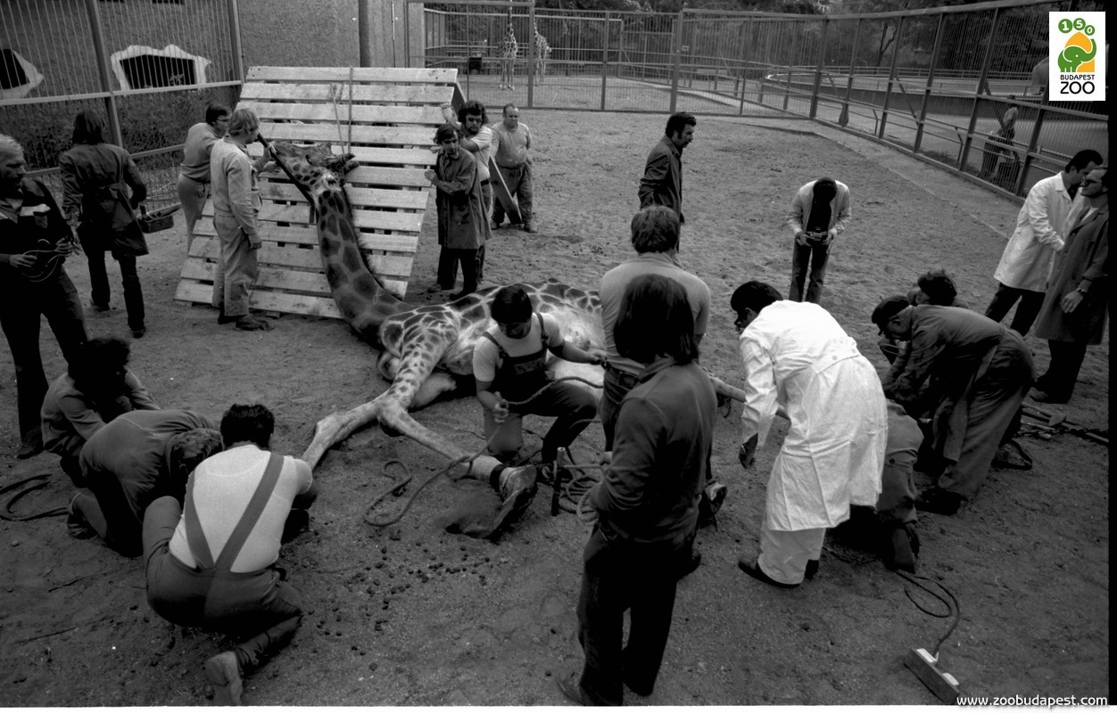 Zsiráf túlnőtt patájának kurtítása, amelyhez az állat altatására volt szükség (1978)