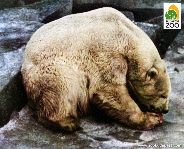 Gazsi, a második világháború utáni első hím jegesmedve Budapesten. Az európai állatkertekben élő jegesmedvék közül több is az ő leszármazottja.