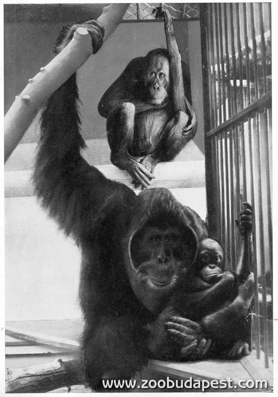 Az 1928-ban érkezett orangután család 