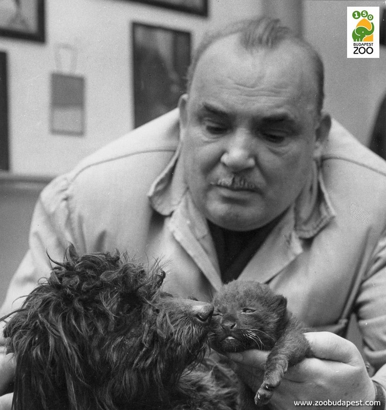 Huszár Sándor, a nagyragadozók híres főápolója, aki 1940-től 1977-ig volt az Állatkert munkatársa. A képen egy feketepárduc kölyökkel és egy dajkakutyával látható 