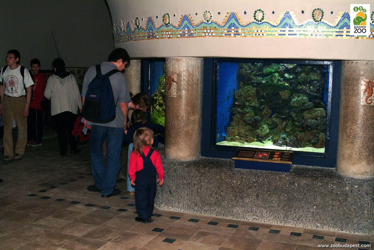 A 2004-re megújult Akvárium nézőtere