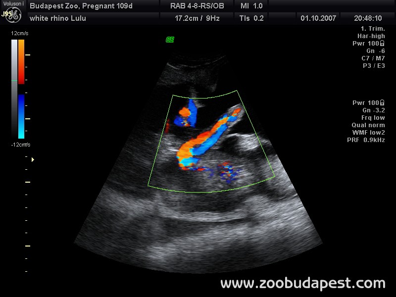 Méhben fejlődő orrszarvú magzat Doppler-elven alapuló ultrahangos vizsgálati képe. A színes sávok a köldökzsinórban a méhlepény felől a magzat felé, illetve ellenkező irányban áramló vér mozgását jelzik 