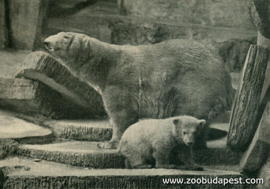 Az első jegesmedve bocs, aki sikeresen fel is cseperedett, 1933-ban látta meg a napvilágot