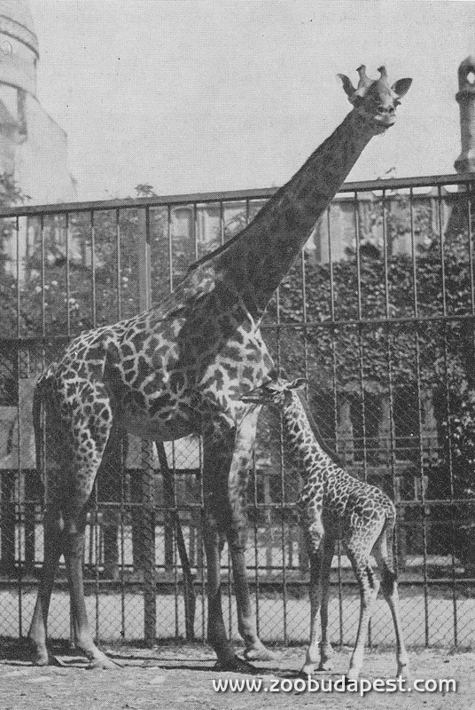 Az 1934. május 5-én született zsiráfborjú volt az eső  állatkertben született maszáj zsiráf, és a legelső olyan zsiráfborjú, akinek a növekedését dokumentálták