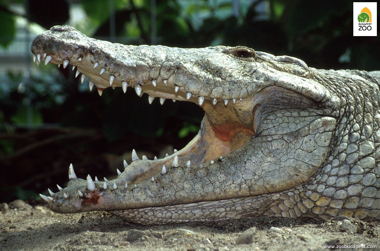 a krokodilok fogai inkább a zsákmány megragadására valók, rágni nem lehet velük. Ezért a krokodil akkora falatot igyekszik tépni a zsákmányból, amit egyben, rágás nélkül le tud nyelni